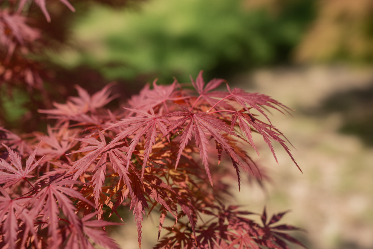 Schlitzahorn Ornatum rot geschlitzte Blätter Fächerahorn Malsch Ettlingen Baumschule